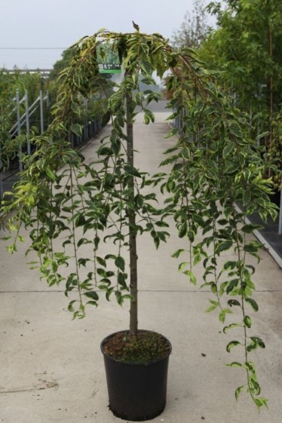 Сакура Фрілі Фок на штамбі в контейнері